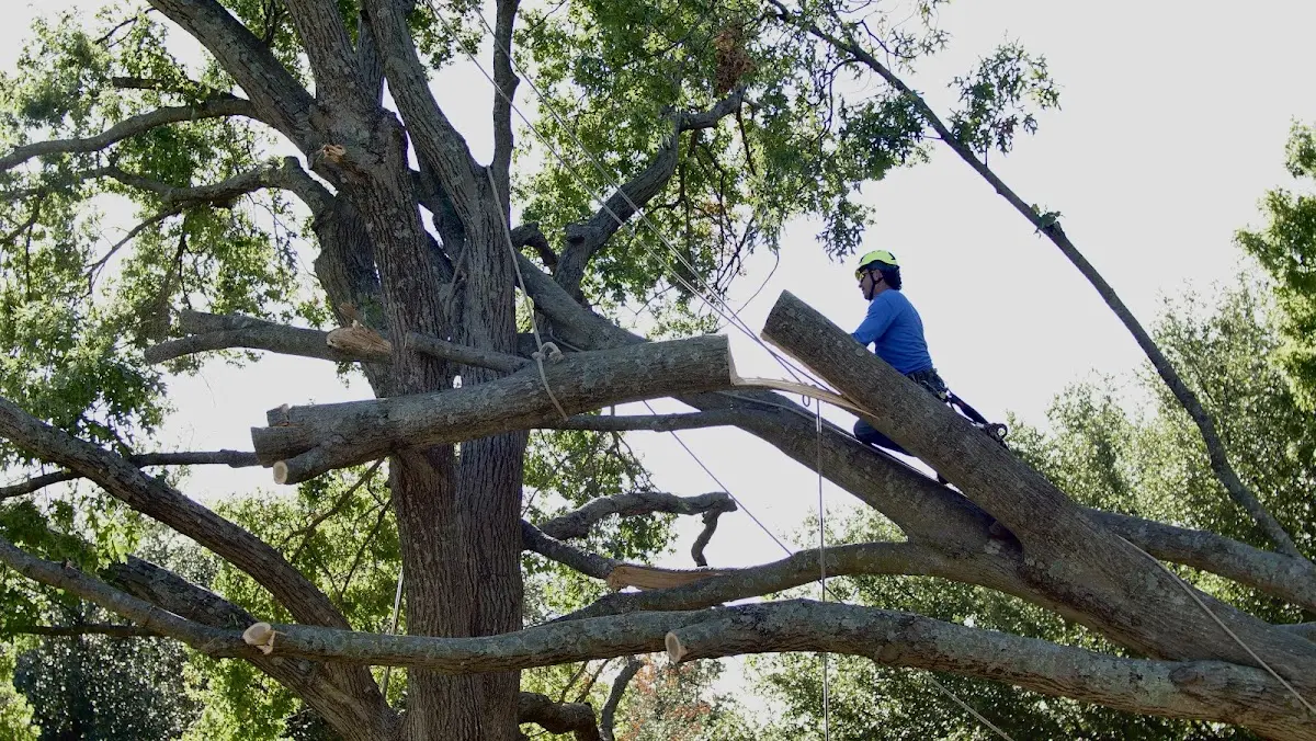 Professional Hazardous Tree Removal performed by certified arborists in Cee Vee