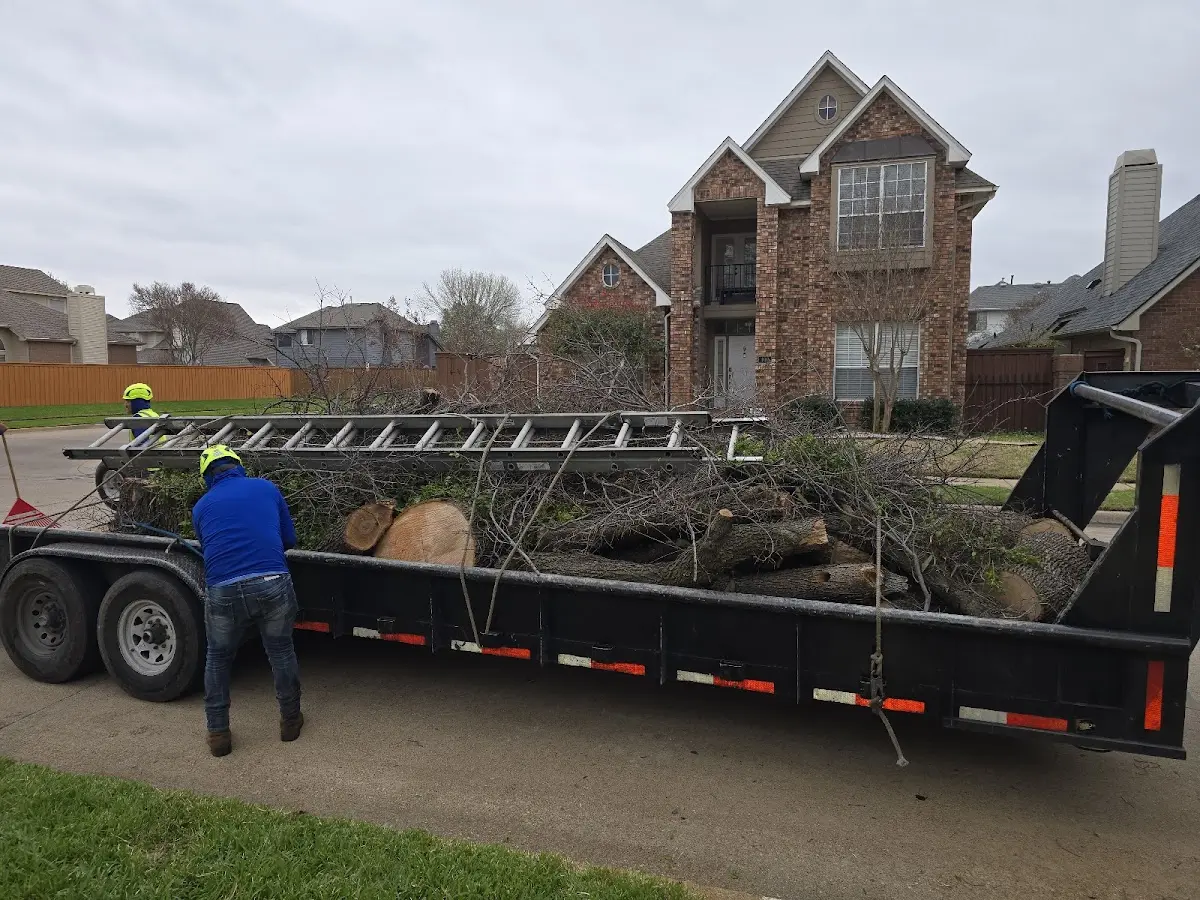 Expert Tree Pest Control with proper safety equipment in Cee Vee